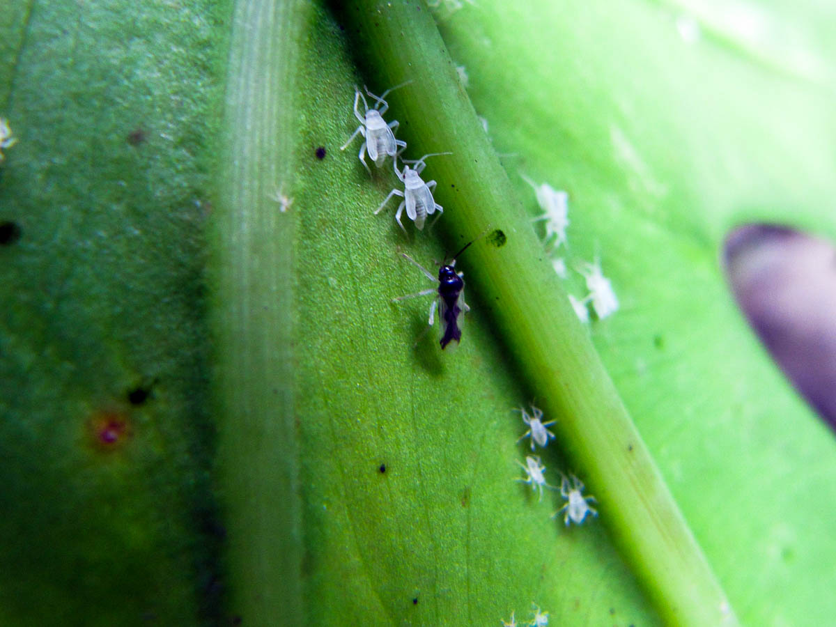 Whiteflies